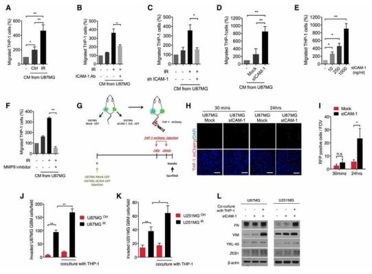 방사선 유도 sICAM에 의한 종양 미세환경내의 macrophages 집적