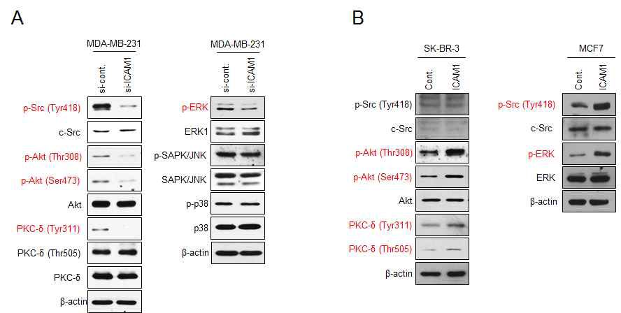 ICAM-1에 의해 조절되는 유방암 악성화 주요 신호인자의 활성화