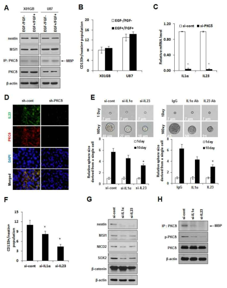 방사선 반응 분비인자 IL-1α, IL-23에 의한 PKCδ의 활성화와 암줄기세포 집적