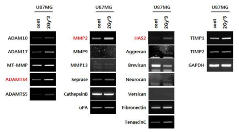 방사선에 의한 세포외질 재배열 관련 인자들 확인