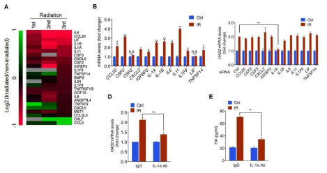 방사선 반응 분비인자 IL-1α에 의한 HAS-2의 발현 조절