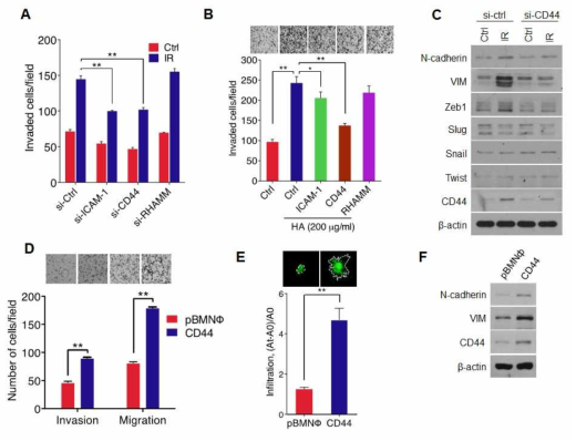 방사선에 의한 HA receptor CD44 발현 증가와 이동성 침윤성 증진 관련성