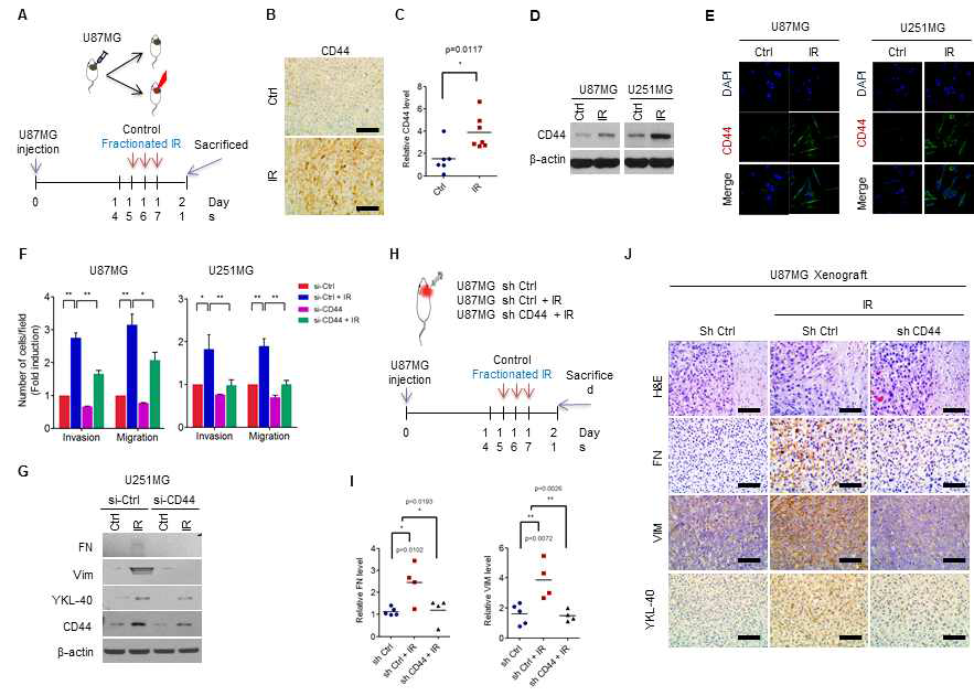 방사선에 의한 HA receptor CD44 발현 증가에 따른 Mesenchymal shift