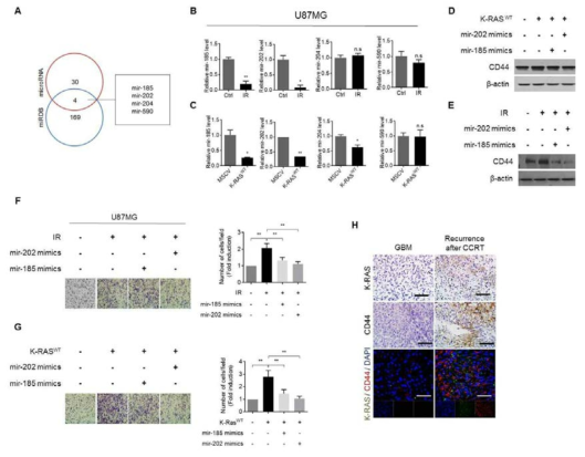 방사선에 의한 HA receptor CD44 발현 증가와 이동성 침윤성 증진 관련성