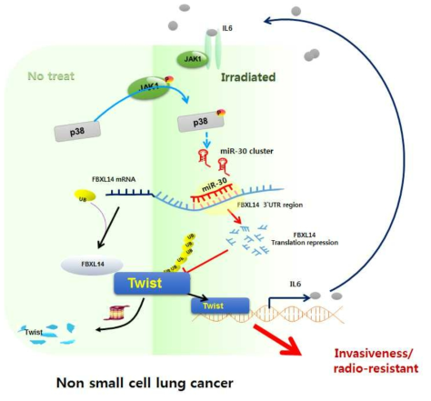 방사선 반응 분비인자 IL6에 의한 JAK/p38 MAPK/miR-30b/FBXL14/Twist 신호전달 축의 활성화에 따른 폐암세포의 EMT 신호전달 네트워크 규명
