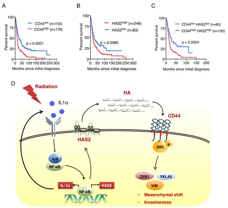 방사선 반응분비인자 IL1a에 의한 세포외기질 변화인자 CD44, HAS2의 임상적용 가능성 분석 및 신호전달 네트워크