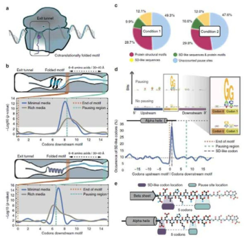 in translational pausing and structural motifs(자료: Ebrahim, A. et al. Nature Communications 2016)