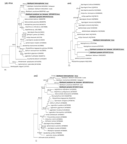 18S rRNA, Cox1, Cox2 유전자를 이용한 계통분석