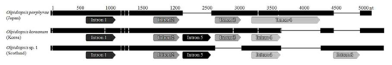 스코틀랜드 Olpidiopsis sp. 1의 18S rRNA 유전자 구조 모식도