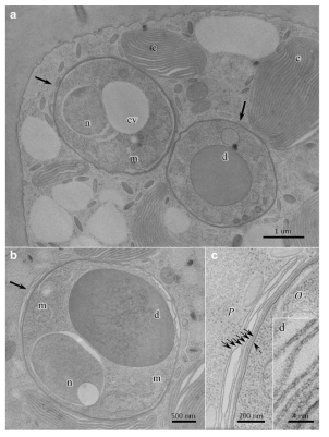 숙주에 침투한 Olpidiopsis porpyrae var koreanae의 투과전자 현미경 사진 a 하나의 숙주세포에 침투한 두 개의 유주자. b Olpidiopsis의 유주자는 두꺼운 세포막으로 둘러싸여 숙주 세포질과 경계를 이룸. c 유주자는 자신의 세포막 (점선 화살표) 이외의 3~6개의 막 (화살표)으로 둘러싸임. d. 세포막이 확대된 모습으로 이중층을 이루는 구조를 확인 할 수 있음. c chloroplast, cv cytoplasmic vesicle, d lipid droplet, m mitochondrion, n nucleus, O Olpidiopsis, P Pyropia