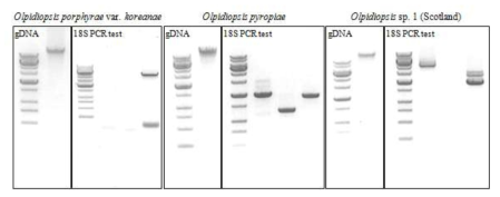 각 난균강 원생생물의 gDNA 분리 및 PCR test (1 % agarose gel)