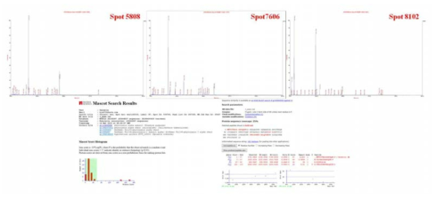 MALDI-TOF/TOF 단백질 분석