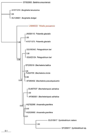 본 연구팀이 새롭게 분리, 배양 및 신종 명명한 와편모류 Yihiella yeosuensis의 28S ribosomal DNA (rDNA) 기반 계통수 (Phylogenetic tree)