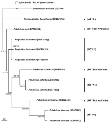 편모류 Polykrikos 속 (genus)과 Pheopolykrikos 속 간의 분류 key: 영양형태 (Trophic mode)와 그에 따른 먹이종류의 개수 (No. of prey species)를 비교분석한 계통수 작성도, AT: 독립영양성, MT: 혼합영양성, HT: 종속영양성. (Lee et al. 2015, unpublished data)