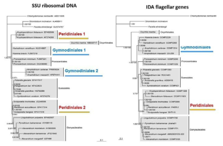 본 연구팀에서 편모(flagellum)를 이루는 구조 유전자 (IDA)를 기반하여 새롭게 작성한 와편모류 계통수로, 기존 리보솜 계통수에서 발생하는 근연종의 그룹 분지 문제가 해결되는 새로운 계통수 분류키를 제시 (Jang et al., 2017)