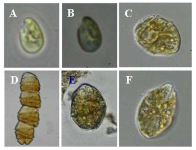 우리나라 해역에서 출현하는 원생동물의 단종 배양체 확립 종주. (A) 부유성 은편모류 Rhodomonas salina, (B) 저서성 은편모류 Rhodomonas salina, (C) 저서성 와편모류 Thecadinium kofoidii, (D) 부유성 와편모류 Cochlodinium polykrikoides, (E) 저서성 와편모류 Levanderina fissa, (F) Ostreopsis cf. ovata