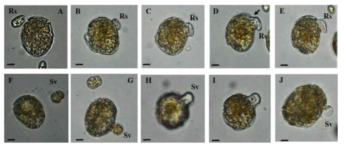혼합영양성 와편모류 Thecadinium kofoidii이 저서 플랑크톤인 Rhodomonas salina (Rs; A-E)와 Symbiodinium voratum (Sv; F-J))를 섭식관 (peduncle)을 이용하여 섭식하는 과정