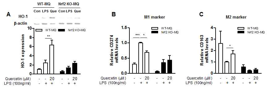 Effect of Nrf2 deficiency on quercetin action in LPS-stimulated macrophages (A) HO-1 protein was measured by western blotting in peritoneal macrophages of Nrf2 KO and WT mice. Results are means ± SEM of three independent experiments. **<0.01 compared with LPS treatment. (B) M1/M2 marker mRNAs were determined by real time-qPCR. The intensity of the bands was densitometrically measured and normalized to GAPDH transcripts. Results are means ± SEM of two experiments with duplicate determinations. *<0.05, ***<0.001 compared with LPS treatment