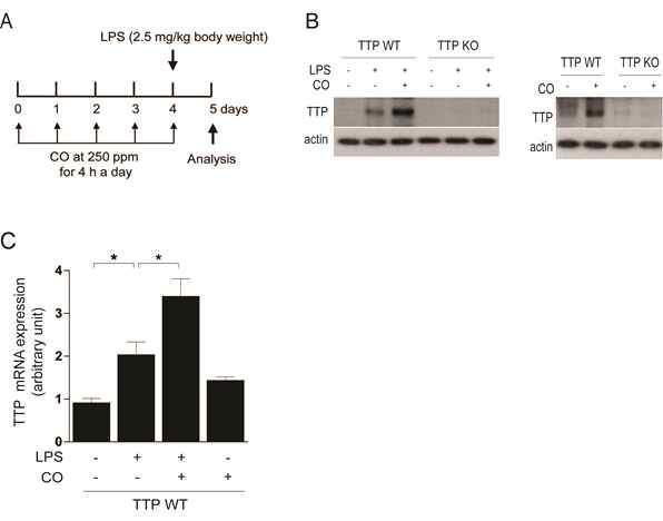 CO administration increases TTP level in lung tissue. (A) Basic experimental protocol used to test the effect of CO administration on TTP level. Wild type (TTP WT) and TTP−/− (TTP KO) mice were exposed to CO at a concentration of 250 ppm for 5 days and acute lung injury was induced by intranasal administration of LPS (2.5 mg/kg body weight). After treatment with LPS for 24 h, lung tissues were collected and TTP level was determined by (B) western blot and (C) quantitative real-time PCR. Values are mean ± SD (n = 5) from two separate experiments, with 5 mice per group per experiment. *, p<0.05