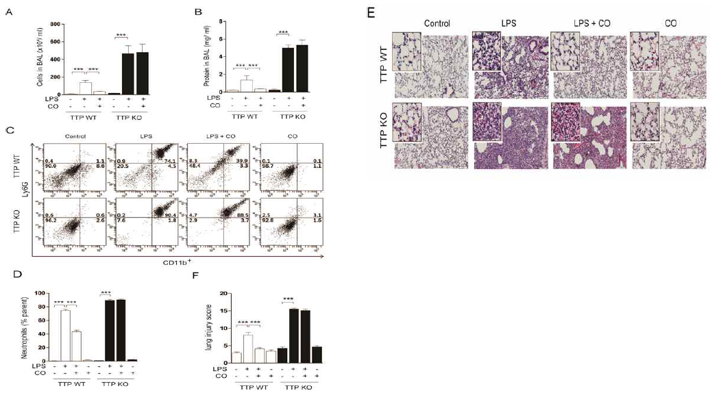 TTP deficiency abrogates the protective effects of CO against LPS-induced lung injury. Wild type (TTP WT) and TTP−/− (TTP KO) mice were treated as described in the legend of Figure 1. (A and B) After treatment with LPS for 24 h, BAL fluids were collected and analyzed for (A) total cells and (B) total protein. (C) Representative FACS plots and (D) the percentages of CD11b+Ly6G+neutrophilsinBALfluidsofWTandTTPKOmice.(EandF)Histologicalevaluationofthetherapeuticpo tentialofCOagainstLPS-inducedlunginjuryinWTandTTPKOmice.(E)Representativeimageswithmagnifiedinse tsofhematoxylinandeosin-stainedlungsectionsfromfourexperimentalgroups.(F)Histopathologicallungin juryscoreforfourexperimentalgroups.Thescorerepresentstheaverageoftwoindependentinvestigatorswhor eadeachH&E-stainedlungsection.Allvaluesaremean±SD from two separate experiments, with 5 mice per group per experiment.* **,p<0.001