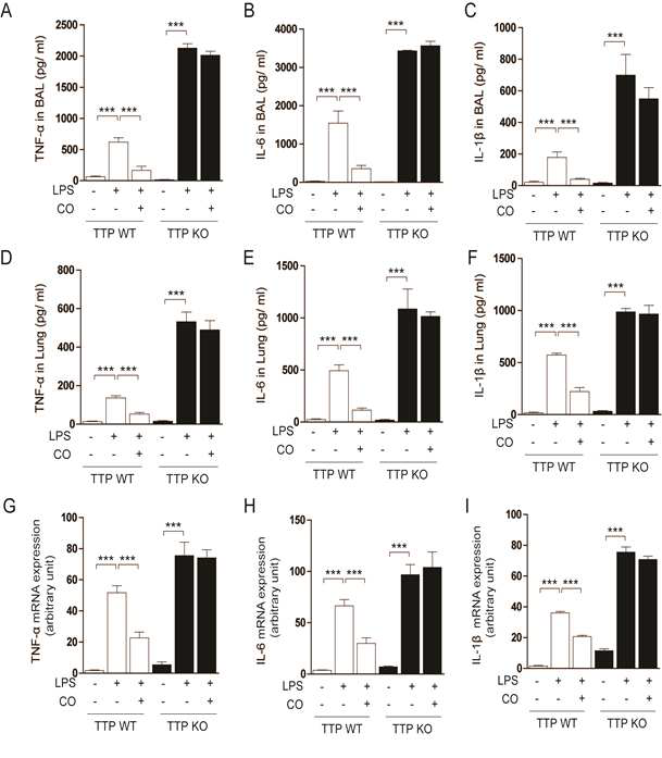 TTP deficiency blocks the inhibitory effects of CO on LPS-induced lung inflammation. Wild type (TTP WT) and TTP−/− (TTP KO) mice were treated as described in the legend of Figure 1. (A-C) Levels of proinflammatory cytokines in BAL fluid. After treatment with LPS for 24 h, BAL fluids were collected and analyzed for levels of the proinflammatory cytokines, (A) TNF-α, (B) IL6, and (C) IL1β by ELISA. (D-I) Levels of proinflammatory cytokines in lung homogenates. After treatment with LPS for 24 h, lung homogenates were analyzed for levels of the proinflammatory cytokines, (D and G) TNF-α, (E and H) IL6, and (F and I) IL1β by (D-F) ELISA or (G-I) quantitative real-time PCR. All values are mean ± SD from two separate experiments, with 5 mice per group per experiment. ***, p<0.001