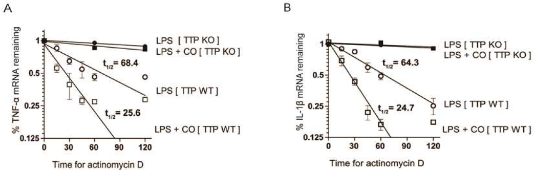 CO enhances degradation of inflammatory cytokine mRNAs in a TTP-dependent manner. Wild type (TTP WT) and TTP−/− (TTP KO) mice were treated as described in the legend of Figure 1. After treatment with LPS for 24 h, BAL fluids were collected, and the expression of (A) TNF-α and (B) IL1β mRNAs in BAL cells was determined by quantitative real-time PCR and mRNA half-life was calculated from the non-linear regression of the mRNA levels at the indicated times after the addition of 5 mg/ml of actinomycin D. All values are mean ± SD from two separate experiment, with 3 mice per group per experiment. *, p<0.05