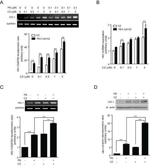 Effect of combinatorial treatment of cilostazol (CZ) and probucol (PB) on HO-1 expression. HepG2 cells were treated with cilostazol at various concentrations (0, 0.1, 0.3, 1, and 3 μM) with or without probucol (0.1 μM) for 4 h and HO-1 mRNA levels were detected by RT-PCR (A) and real-time RT-PCR (B). Primary hepatocytes were treated with probucol (0.1 μM) and cilostazol (3 μM) individually, as well as with their combination for 4 h and HO-1 mRNA and protein levels were detected by RT-PCR (C) and Western blot analysis (D), respectively. Quantitative data are expressed as means ± SE, n=3. **: P<0.01, ***: P<0.001 and #: probucol (0.1 μM) and cilostazol (3 μM) have a synergistic effect on HO-1 expression