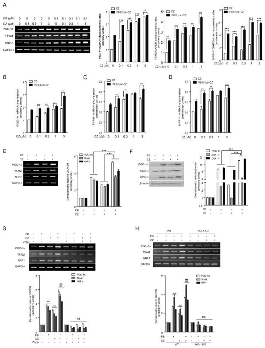 Effect of combinatorial treatment of cilostazol (CZ) and probucol (PB) on mitochondrial biogenesis related genes expression. HepG2 cells were treated with cilostazol at various concentrations (0, 0.1, 0.3, 1, and 3 μM) with or without probucol (0.1 μM) for 4 h and PGC-1 α, TFAM, NRF-1 mRNA expression were detected by RT-PCR (A) and real-time RT-PCR (B, C, and D). Primary hepatocytes isolated from C57BL/6 mice were treated with probucol (0.1 μM) and cilostazol (3 μM) individually, as well as with their combination for 4 h. Mitochondrial biogenesis-related genes PGC-1α, TFAM, and NRF-1 were measured by RT-PCR (E), and mitochondrial-related proteins PGC-1α, COX III, and COX IV were measured by Western bloting (F). Primary hepatocytes from HO-1 WT mice were pretreated in the absence or presence of ZnPP (10 μM) and then were treated with probucol (0.1 μM) and cilostazol (3μM) individually or in combination for 4 h and then the expression of mitochondrial biogenesis-related genes PGC-1α, TFAM, and NRF-1 was detected by RT-PCR (G). Furthermore, primary hepatocytes from HO-1 KO mice were also analyzed by RT-PCR to detect mitochondrial biogenesis-related genes expression (H). Bar graphs, right panels of (A), (E) and (F), as well as lower panels of (G) and (H) are summary data of normalized densitometric ratios. Quantitative data are expressed as means ± SE, n=3. *: P<0.05, **: P<0.01, ***: P<0.001 vs. cells without treatment; ### vs. cells treated with probucol; $$$ vs. cells treated with cilostazol