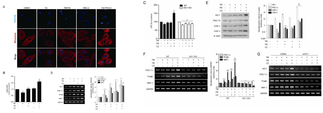 Combinatorial treatment of cilostazol (CZ) and probucol (PB) ameliorates tunicamycin (TM)-induced mitochondria dysfunction. Primary hepatocytes were pretreated with probucol (0.1 μM) and cilostazol (3 μM) individually, as well as with their combination for 30 min followed by stimulation of tunicamycin (10 μg/ml) for 18 h. Mitochondrial mass was assessed by using Mito Tracker Red (red). Nuclei were stained with Hoechst dye (blue). Images of fluorescence were analyzed by confocal microscopy (A). The relative mtDNA content was measured by real-time PCR. mtDNA content was normalized by nDNA content (B). ATP production was measured in primary hepatocytes isolated from HO-1 WT and KO mice (C). The expression of HO-1 and mitochondrial biogenesis-related genes PGC-1α, TFAM, and NRF-1, as well as related proteins PGC-1α, COX III, and COX IV were measured by RT-PCR (D) and Western blot analysis (E). RT-PCR was also performed in HO-1 KO mice to detect mitochondrial biogenesis-related genes PGC-1α, TFAM, and NRF-1 (F). HepG2 cells were transfected with scRNA and siHO-1 for 24h. Then cells were pretreated with probucol(0.1 μM) and cilostazol(3 μM) individually or combinatorially for 30 min followed by stimulation of tunicamycin (10 μg/ml) for another 18h. RT-PCR was performed to detect HO-1, PGC-1α, TFAM, and NRF-1 mRNA level (G). Bar graphs, right panels of (D), (E) and (F), are summary data of normalized densitometry ratios. Quantitative data are expressed as means ± SE, n=3. *: P<0.05, **: P<0.01, ***: P<0.001 vs. cells without treatment; #: P<0.05, ###: P<0.001 vs. cells treated with tunicamycin; $$$: P<0.001 vs. cells treated with probucol and tunicamycin; &: P<0.05, &&&: P<0.001 vs. cells treated with cilostazol and tunicamycin