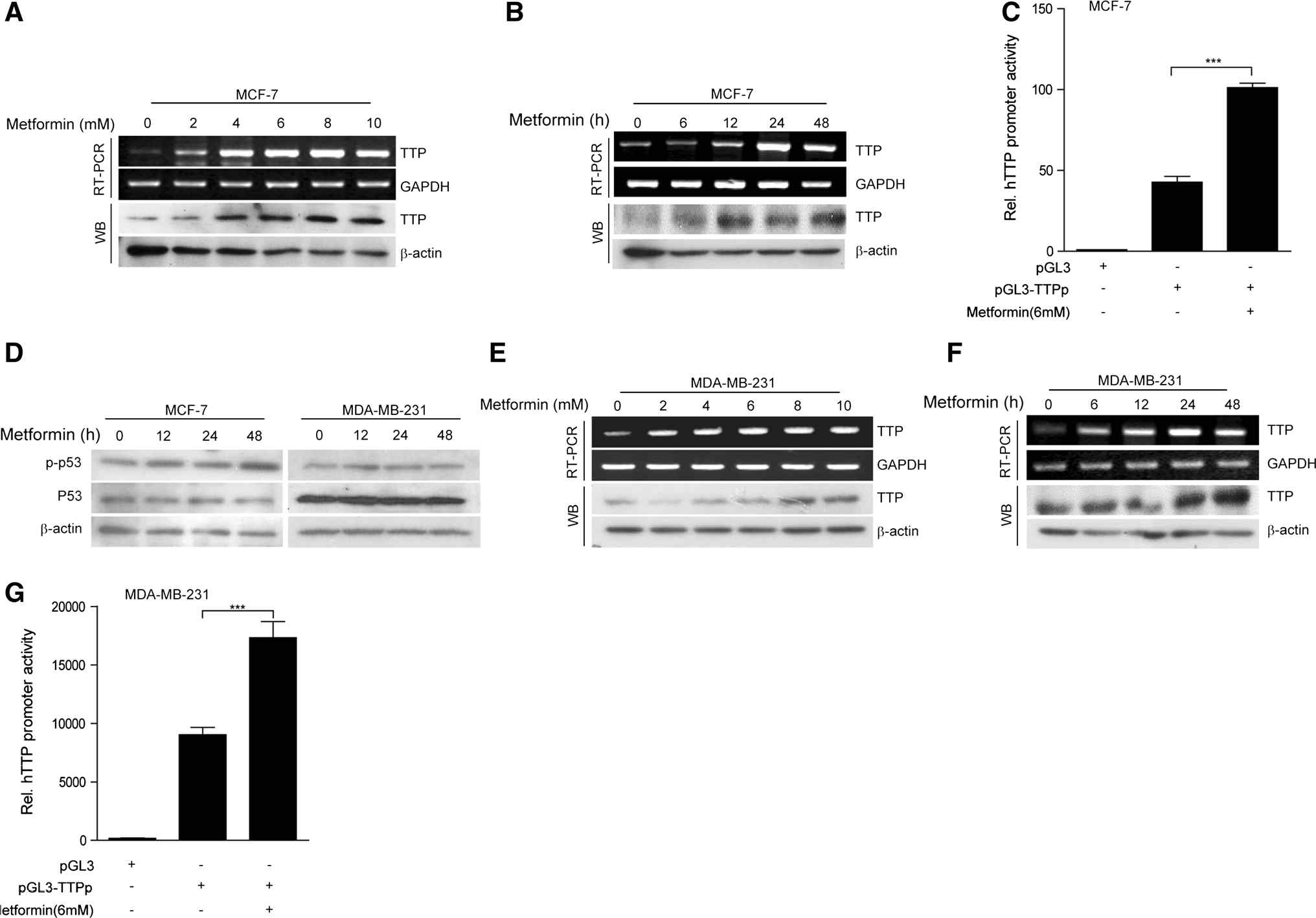 Metformin induces expression of TTP in both p53 wild-type and p53 mutant breast cancer cells. a, b Metformin increases TTP levels in p53 wild-type human breast cancer MCF7 cells. MCF7 cells were treated a with the indicated concentrations of metformin for 24 h or b with 6 mM metformin for the indicated length of time. The levels of TTP were measured by semi-qRT-PCR (a, b, top) and Western blotting (a, b, bottom). c Metformin induces TTP promoter activity in p53 wild-type MCF7 cells. MCF7 cells were transfected with pGL3/TTPp-1343 containing the TTP promoter. After treatment with 6 mM metformin for 24 h, luciferase activity was measured. The expression levels obtained from pGL3-transfected cells without metformin treatment were set to 1. Data are presented as the mean ± SD (n = 3). ***p\0.001. d Metformin induces p53 phosphorylation in p53 wild-type MCF7 cells but not p53 mutant MDA-MB-231 cells. MCF7 and MDA-MB-231 cells were treated with 6 mM metformin for the indicated length of time. The levels of p53 and phospho-p53 (p-p53) were measured by Western blotting. e, f Metformin increases TTP levels in p53 mutant human breast cancer MDA-MB-231 cells. MDA-MB-231 cells were treated e with the indicated concentrations of metformin for 24 h or f with 6 mM metformin for the indicated length of time. The levels of TTP were measured by semi-qRT-PCR (e, f top) and Western blotting (e, f bottom). g Metformin induces TTP promoter activity in MDA-MB- 231 cells. MDA-MB-231 cells were transfected with pGL3/TTPp- 1343 containing the TTP promoter. After treatment with 6 mM metformin for 24 h, luciferase activity was measured. The expression levels obtained from pGL3-transfected cells without metformin treatment were set to 1. Data are presented as the mean ± SD (n = 3). ***p\0.001