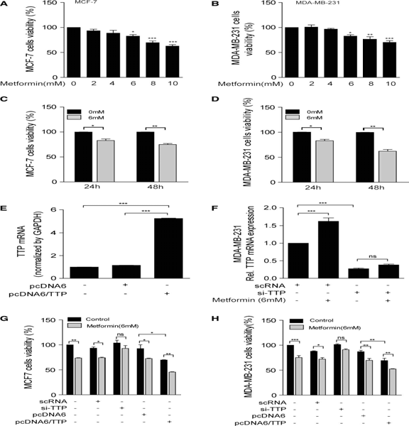 TTP mediates the antiproliferative function of metformin in both p53 wildtype and p53 mutant breast cancer cells. a–-d Metformin inhibits proliferation of both p53 wild-type MCF7 cells and p53 mutant MDA-MB-231 cells. a, c MCF7 and b, d MDAMB- 231 cells were treated (a, b) with the indicated concentrations of metformin for 24 h and (c, d) with 6 mM metformin for 24 and 48 h. Cell viability was assessed by measuring absorbance at 490 nm using an MTS cell proliferation assay. The values obtained with mock-treated cells were set to 100. Values are the mean ± SD (n = 3). *p\0.05, **p\0.01, ***p\0.001. e–-h Inhibition of TTP attenuates the antiproliferative effects of metformin in both MCF7 and MDA-MB-231 cells. MCF7 and MDA-MB-231 cells were transfected with e, g, h pcDNA6/TTP or f, g, h TTPspecific siRNA (TTP-siRNA). scRNA and pcDNA6 were used as negative controls. After treatment with 6 mM metformin for 24 h, cell viability was assessed by measuring the absorbance at 490 nm using an MTS cell proliferation assay. The values obtained with mocktreated cells were set to 100. Values are the mean ± SD (n = 3). *p\0.05, **p\0.01, ***p\0.001. ns not significant