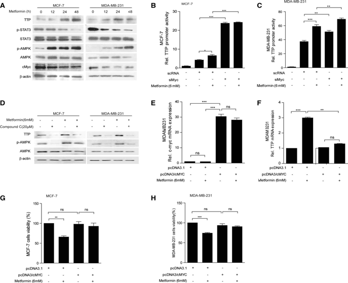 Metformin induces TTP expression through down-regulation of c-Myc. a Metformin treatment increases phospho-AMPK (pAMPK) but decreases c-Myc and phospho-STAT3 (pSTAT3) in MCF7 and MDA-MB-231 cells. MCF7 and MDA-MB-231 cells were treated with 6 mM metformin for the indicated length of time, and the levels of TTP, STAT3, pSTAT3, AMPK, pAMPK, and c-Myc were measured by Western blotting. b, c inhibition of c-Myc by siRNA enhances TTP promoter activity in MCF7 and MDA-MB-231 cells. b MCF7 and c MDA-MB-231 cells were transfected with pGL3/ TTPp-1343 containing the TTP promoter. After treatment with 6 mM metformin for 24 h, luciferase activity was measured. The expression levels obtained from pGL3-transfected cells without metformin treatment were set to 1. Data are presented as the mean ± SD (n = 3). *p\0.05, **p\0.01, ***p\0.001. d Metformin increases TTP expression in an AMPK-dependent manner. MCF7 and MDA-MB-231 cells were treated with 6 mM metformin with or without 20 lM Compound C for 24 h. The levels of TTP, AMPK, and pAMPK were measured by Western blotting. e, f Overexpression of c-Myc blocks the effect of metformin on TTP induction. MDA-MB- 231 cells were transfected with pcDNA3/c-Myc or control pcDNA3. Cells were treated with 6 mM metformin for 24 h. e c-Myc and TTP levels were measured by quantitative RT-PCR. The values obtained with pcDNA-transfected and mock-treated cells were set to 1. Data are presented as the mean ± SD (n = 3). ***p\0.001. ns not significant. g, h Overexpression of c-Myc attenuates the antiproliferative effect of metformin in MCF7 and MDA-MB-231 cells. g MCF7 and h MDA-MB-231 cells were transfected with pcDNA3/c- Myc or control pcDNA3. Cells were treated with 6 mM metformin for 24 h. Cell viability was assessed by measuring the absorbance at 490 nm using an MTS cell proliferation assay. The values obtained with mock-treated cells were set to 100. Data are presented as the mean ± SD (n = 3). **p<0.01, ***p<0.001. ns not significant