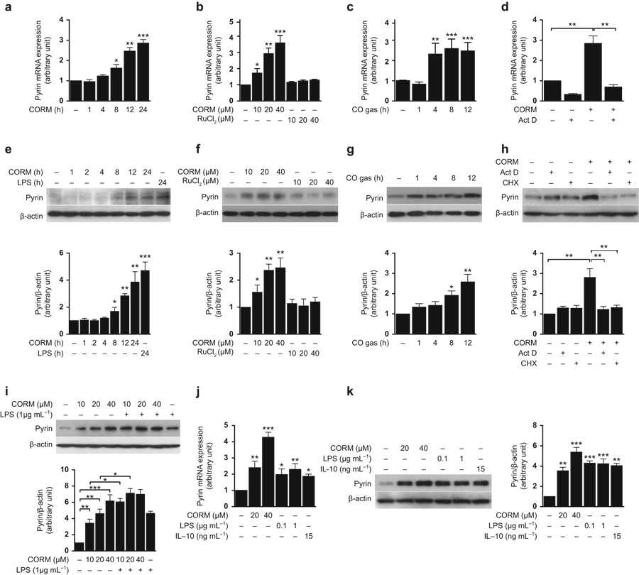 (a, b, e, f) THP-1 cells were treated with 20 μM CORM-2 for indicated times and various concentrations of CORM-2 or RuCl2 for 12 h. (c and g) THP-1 cells were exposed with CO gas (250 ppm) for indicated time points. (d and h) THP-1 cells were incubated with CORM-2 and/or the transcriptional inhibitor actinomycin D (Act D; 1 μg mL−1) and cycloheximide (CHX; 5 μg mL−1) for 12 h. (i) THP-1 cells were pretreated with CORM-2 at the indicated concentrations for 30 min, and then treated with LPS (1 μg mL−1) for 12 h. (j and k) THP-1 cells were incubated with CORM-2, LPS, or IL-10 at the indicated concentrations for 12 h.a, b, c, d, j: The levels of pyrin mRNA were analyzed by quantitative real-time PCR. GAPDH served as the standard.e, f, g, h, i, k: The expression of pyrin was determined by western blot analysis. β-actin served as the standard. The relative band density on western blots was normalized to the β-actin loading control and was quantitated. All experiments were performed in triplicate, and representative data are shown. Data are expressed as mean ± SEM. *P < 0.05; **P < 0.01; ***P < 0.005