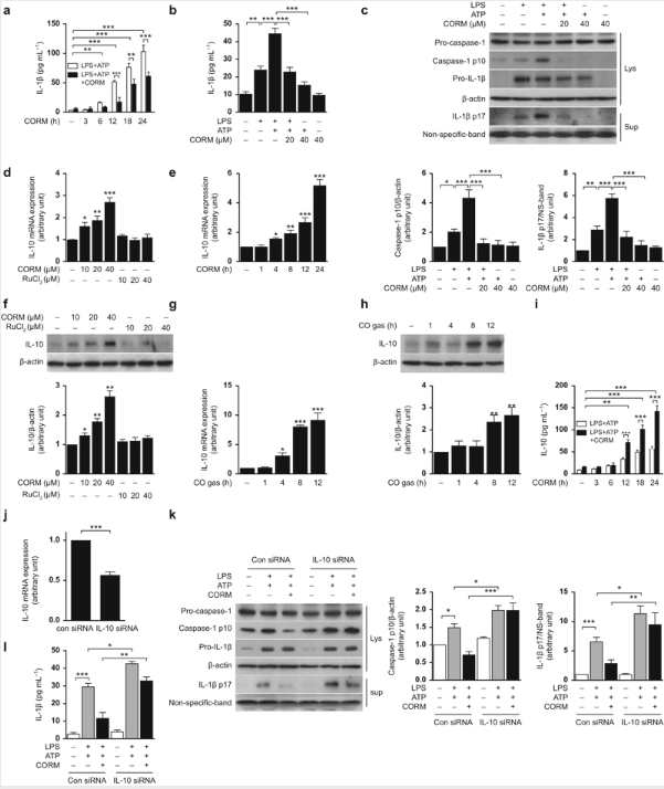 (a) THP-1 cells were stimulated with LPS (1 μg mL−1) in the absence or presence of CORM-2 (20 μM) at indicated time, and then ATP (5 mM) was added for the last 30 min