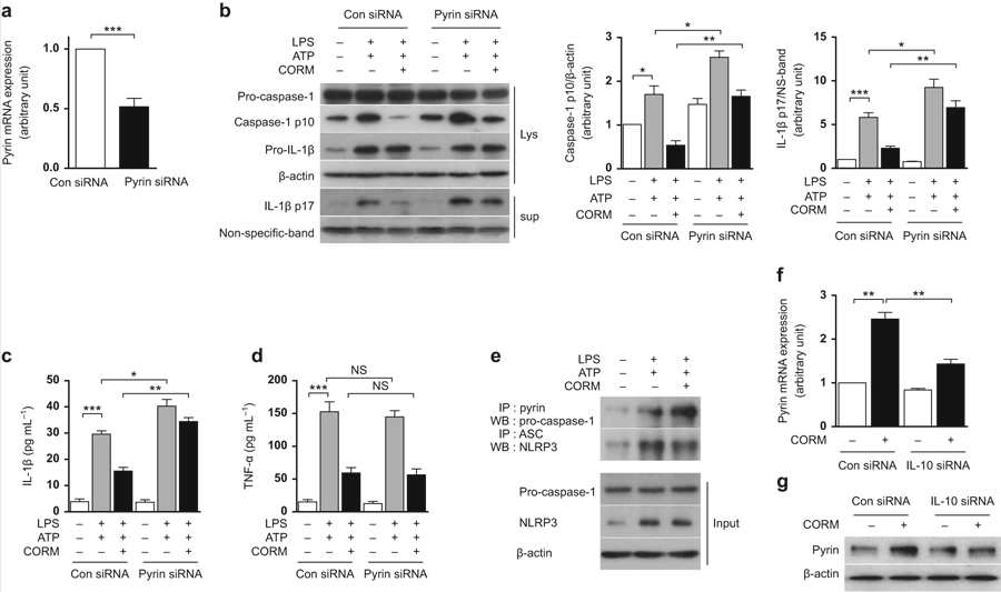 (a–d) THP-1 cells were transfected with pyrin siRNA or control siRNA (con), pre-treated with or without 20 μM CORM-2 for 30 min, and then treated with LPS (1 μg mL−1) for 12 h and ATP (5 mM) was added for the last 30 min. (a) The knockdown of pyrin by siRNA was confirmed by quantitative real-time PCR. (b) The pro-caspase-1, cleaved caspase-1 (p10), pro-IL-1β, and IL-1β p17 in the supernatants (Sup) and the cell lysates (Lys) were analyzed by western blot analysis. Secreted IL-1β (c) and TNF-α (d) in the supernatants were measured by ELISA. (e) THP-1 cells were exposed with LPS (1 μg mL−1) + ATP (5 mM) in the absence or presence of CORM-2 (20 μM). The interaction of pyrin and pro-caspase-1 was analyzed by immunoprecipitation (IP) of anti-Pyrin followed by western blot (WB) for anti-pro-caspase-1. To evaluate the binding ASC and NLRP3, cell lysates were performed IP with anti-ASC and then followed by WB for anti-NLRP3. Total cell lysates were used as input controls. (f and g) THP-1 cells were transfected with pyrin siRNA or control siRNA (con), cells were exposed with 20 μM of CORM-2 for 12 h. The levels of pyrin mRNA (f) and protein (g) were measured. GAPDH and β-actin were used as a loading control for quantitative real-time PCR or western blot analysis, respectively. The relative band density on western blots was normalized to the β-actin loading control and was quantitated. All experiments were performed in triplicate, and representative data are shown. Data are expressed as mean ± SEM. *P < 0.05; **P < 0.01; ***P < 0.005