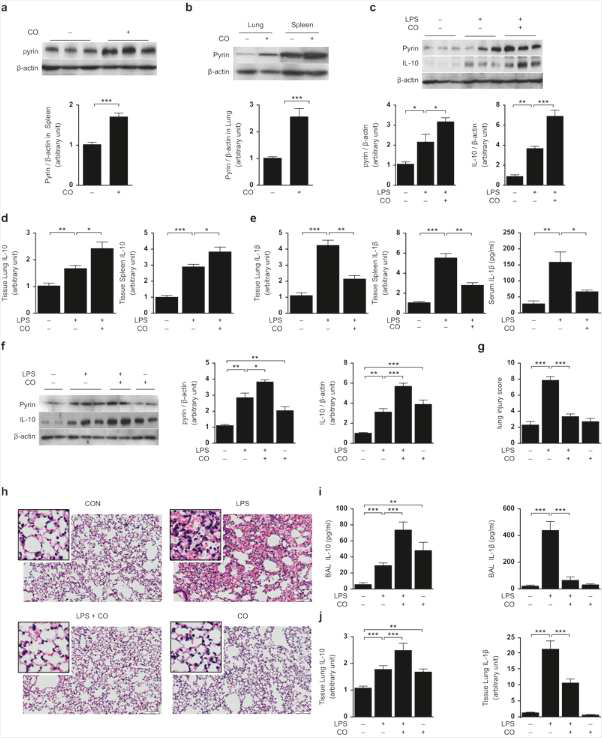 (a–e) C57BL/6 mice were exposed to air or CO gas (250 ppm) for 4 h each day for 5 days and then injected with LPS (10 mg kg−1, i.p.) for 24 h. The levels of pyrin and IL-10 were detected in the lung (a and c) and spleen (b) tissue. Protein expression was measured using western blot analysis. β-actin served as the standard. IL-10 (d) and IL-1β (e) in the lung, spleen tissue, and serum measured by ELISA. (f–j) C57BL/6 mice were exposed to air or CO gas (250 ppm) for 4 h each day for 5 days and then subjected to intranasal administration of LPS (2.5 mg kg−1). (f) The levels of pyrin and IL-10 in the lung after 24 h. (g and h). Lung sections were stained with H **P < 0.01; ***P < 0.005