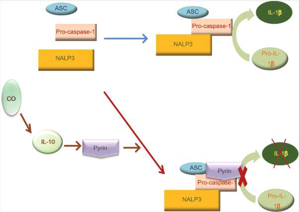 Schema representing the downregulation of IL-1β production by CO via suppressing the inflammasome through induction of pyrin. CO increases pyrin expression in an IL-10-dependent manner. The increased pyrin downregulates IL-1β production via suppressing the NLRP3 inflammasome and associated caspase-1 cleavage