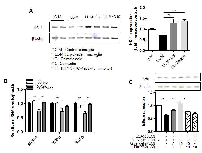 Effect of quercetin on inflammatory response and HO-1 inhibition in lipid-laden microglia. Microglia were pretreated with quercetin (5, 10 μM) for 2h, then treated with palmitic acid (300μM). (A) The expression of HO-1 protein was analyzed by 11% SDS-PAGE and Western blotting with antibody against HO-1 protein. (B) The transcription levels of inflammatory cytokines (MCP-1, TNFa, IL-1b) were measured by RT-PCR analysis. (C) The expression of IkBa protein was analyzed by 11% SDS-PAGE and western blotting with antibody against IkBa protein. Data are the means ± SEM of three independent experiments performed in triplicate. *P<0.05, **P<0.01 compared with control