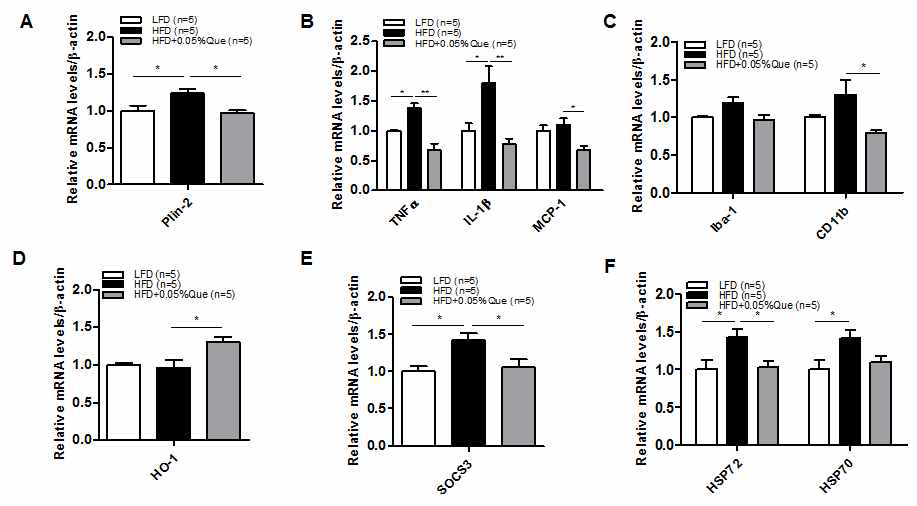 Effect of quercetin supplementation on obesity-induced hypothalamic inflammation in obese mice fed an HFD. B6/SJL mice were fed a low fat diet (LFD, 10% of calories from fat), high fat diet (HFD, 60% of calories from fat) or HFD+0.05% quercetin for 8 weeks. The hypothalamuses were then isolated from LFD (n=5), HFD (n=5) and quercetin fed HFD (n=5). (A) Expression of Plin-2, (B) inflammatory cytokine (TNFa, IL-1b, and MCP-1) genes, (C) markers of microglia activation (Iba-1 and CD11b), (D) expression of HO-1, (E) SOCS3, (F) HSP72 and HSP70 genes in hypothalamus from LFD (n=5), HFD (n=5), and HFD+0.05% quercetin (n=5) fed mice. Values are means ± SEM *P<0.05, **P<0.01, significantly different from LFD control (LFD vs. HFD), HFD control (HFD vs. HFD+0.05% quercetin)