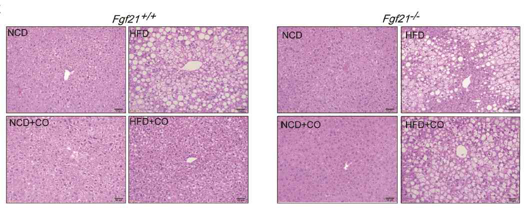 FGF21 Wild type과 knockout 생쥐에 고지방식이와 CO을 먹인 후 간손상의 변화 관찰