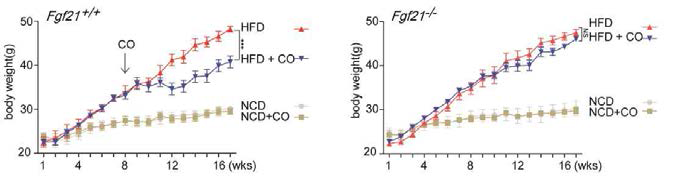 FGF21 Wild type과 knockout 생쥐에 고지방식이와 CO을 먹인 후 몸무게 변화