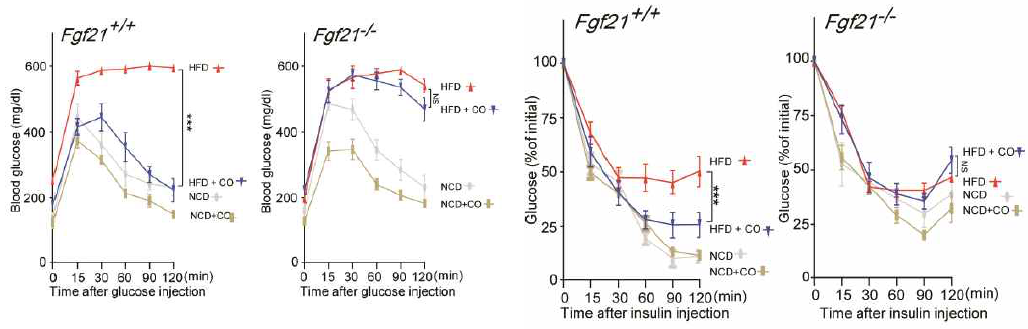 FGF21 Wild type과 knockout 생쥐에 고지방식이와 CO을 먹인 후 ITT와 GTT 측정