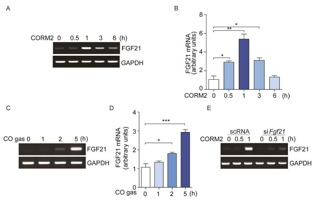 간세포에서 CO에 의한 FGF21 발현 양 측정
