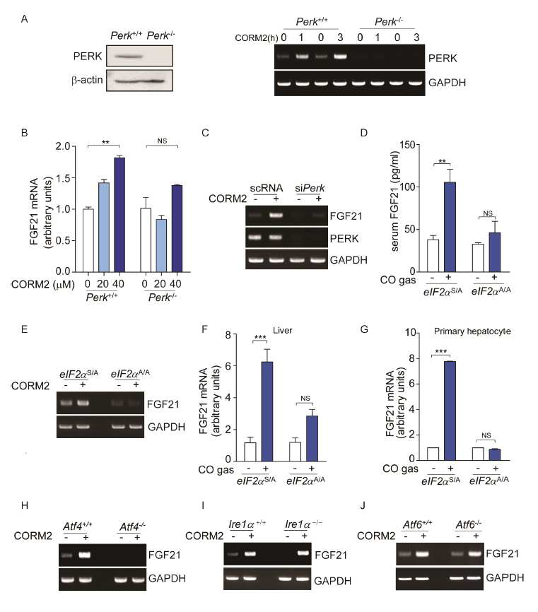 FGF21은 CO/PERK/eIF2a/ATF4의 신호전달 경로를 통하여 증가