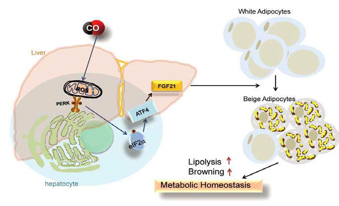 CO에 의한 지방분해와 갈색지방화의 증가