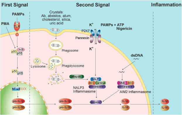 인플라마솜의 형성과 활성화 기전