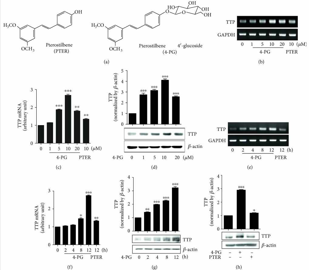 4-PG induces TTP mRNA and protein in RAW264.7 cells. (a) Chemical structure of pterostilbene (PTER) and pterostilbene 4′-glucoside (4-PG). (b–d) RAW264.7 cells were treated at various concentrations of 4-PG (0, 1, 5, 10, and 20 M) and PTER(10 M) for 12 h. The mRNA and protein expression of TTP were determined by RT-PCR (b), real-time PCR (c) and Western blot (d), respectively. (e–g) RAW264.7 cells were treated with 4-PG (10 M) and PTER (10 M) in indicated time points (0, 2, 4, 8, and 12 h). The mRNA and protein expression of TTP were analyzed by RT-PCR (e), real-time PCR (f) as well as Western blot (g), respectively. (h) To compare the effect of 4-PG and PTER on TTP protein expression, RAW264.7 cells were treated with 4-PG (10 M) and PTER (10 M) for 12 h. The protein level of TTP was measured by Western blot assay. ImageJ software was used for densitometry analysis. GAPDH and -actin were used as internal controls. Data are expressed as means ±SE, =3. ∗: <0.05, ∗∗: <0.01, ∗∗∗: <0.001 versus cells without treatment