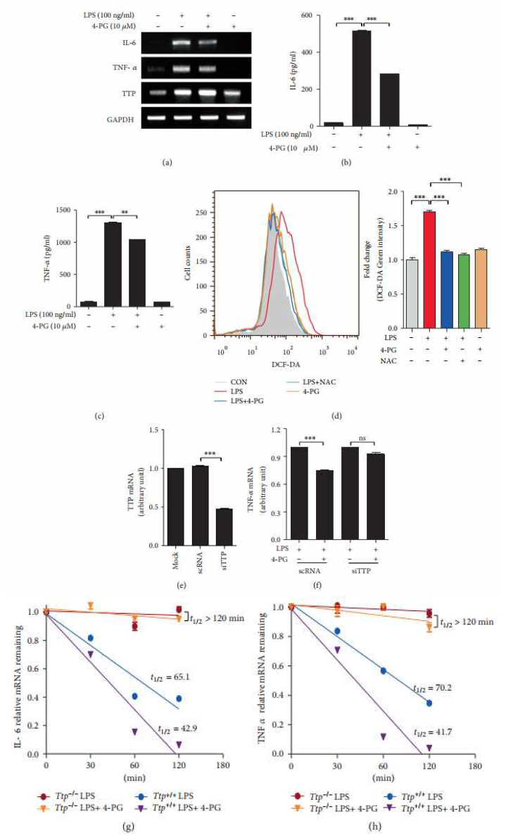 4-PG decreases LPS-induced proinflammatory cytokine expression via enhancement of TTP in RAW264.7 cells. RAW264.7 cells were pretreated with 4-PG (10 μM) for 6 h followed by the stimulation of LPS (100 ng/ml) for 4 h. (a) The mRNA expression of IL-6, TNF-α, and TTP was measured by RT-PCR. (b, c) The secreted protein level of IL-6 and TNF-α in the supernatant of cultured cells was determined by ELISA. (d) Effects of 4-PG on reactive oxygen species (ROS) production were detected in RAW 264.7 cells. RAW264.7 cells were preincubated with or without 4-PG (10 μM) for 6 h and N-acetyl-L-cysteine (NAC, 1 mM) for 30 min followed by the stimulation of LPS (100 ng/ml) for another 4 h. The intracellular level of ROS was stained by H2DCFDA, and the production of ROS was measured by flow cytometry. The fold change of fluorescence intensity is presented as means ± SE, n = 3. ∗∗∗P < 0 001. To confirm that the anti-inflammatory effect of 4-PG was mediated by TTP, RAW264.7 cells were transfected with scramble RNA (scRNA) and siRNA against TTP (siTTP) for 24 hours. Then, cells were pretreated with 4-PG (10 μM) for 6 h followed by the challenge of LPS (100 ng/ml) for 4 h. (e, f) The mRNA expression of TTP and TNF-α was analyzed by real-time PCR, respectively. GAPDH was used as internal control. (g, h) To determine the mRNA-decaying activity of TTP on inflammatory cytokines, bone marrow-derived macrophage (BMDM) extracted from Ttp+/+ and Ttp−/− mice was pretreated with 4-PG (10 μM) for 6 h followed by the stimulation of LPS (100 ng/ml) for 4 h. Then, the mRNA level of IL-6 (g) and TNF- α (h) was measured by real-time PCR at indicated times (0, 30, 60, and 120 min) after the addition of 5 μg/ml actinomycin D. Data are expressed as means ± SE, n = 3. ∗∗P < 0 01, ∗∗∗P < 0 001. ns: not significant