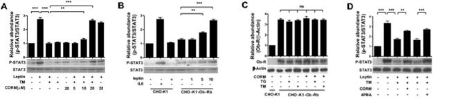 CO reverses endoplasmic reticulum (ER) stress-induced leptin resistance in SK-N-AS-Ob-Rb cells. A: SK-N-AS-Ob-Rb cells were preincubated with CO-releasing molecule (CORM)-2 at indicated concentrations (0–20 μM) for 2 h and then treated with tunicamycin (TM; 2 μg/ml) or vehicle for 4 h and then stimulated with leptin (10 μg/ml) for 15 min. B: Chinese hamster ovary (CHO)-K1 cells were treated with IL-6 (25 ng/ml) and leptin (10 μg/ml); CHO-K1-Ob-Rb cells were incubated with leptin at indicated concentrations (1–10 μg/ml) for 15 min. C: CHO-K1-Ob-Rb cells were treated with thapsigargin (TG; 1 μM), TM (2 μg/ml), CORM-2 (20 μM), TG (1 μM) + CORM-2 (20 μM), or TM (2 μg/ml) + CORM-2 (20 μM) for 4 h, and expression levels of Ob-R were analyzed by Western blotting; β-actin served as the standard. D: SK-N-AS-Ob-Rb cells were preincubated with 4-phenylbutyric acid (4-PBA; 5 mM) or CORM-2 (20 μM) for 2 h and then treated with TM (2 μg/ml) or vehicle for 4 h and subsequently stimulated with leptin (10 μg/ml) for 15 min. A, B, and D: phospho-(p-)STAT3 and STAT3 levels were analyzed by Western blotting. Densitometric analysis of p-STAT3 relative to STAT3 expression is shown; n = 3. ***P < 0.001, **P <0.01