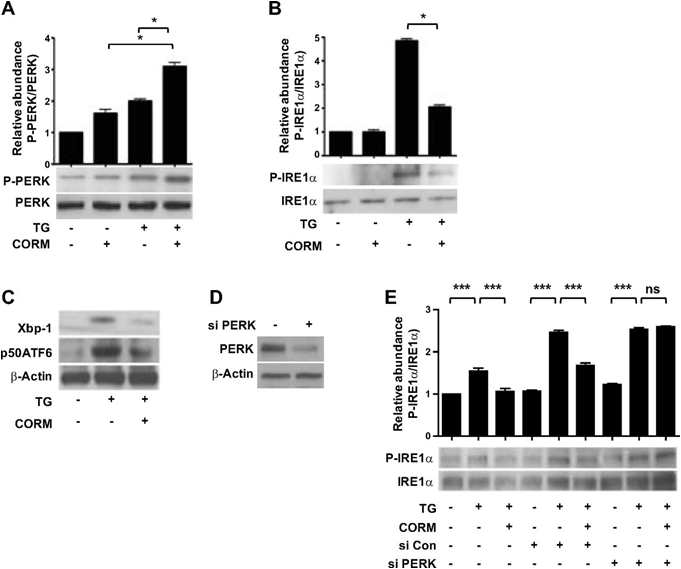 CO induces activation of PERK branch of ER stress in SK-N-AS-Ob-Rb cells. A and B: SK-N-AS-Ob-Rb cells were preincubated with CORM-2 (20 μM) for 2 h and then treated with TG (1 μM, 4h), and expression levels of p-PERK and p-IRE1α were analyzed by Western blotting. Dephospho forms served as the standard. C: SK-N-AS-Ob-Rb cells were preincubated with CORM-2 (20 μM) for 2 h and then treated with TG (1 μM, 4 h), and expression levels of Xbp-1 and p50 ATF6 were analyzed by Western blotting; β-actin served as the standard (D and E). SK-N-AS-Ob-Rb cells were transfected with control siRNA or PERK siRNA (50 nM). D: 36 h after transfection, Western blotting analysis was performed for PERK protein expression; β-actin served as the standard. E: 36 h after transfection, cells were preincubated with CORM-2 (20 μM) for 2 h and then treated with TG (1 μM, 4 h), and expression levels of p-IRE1α were analyzed by Western blotting and quantified by densitometry.; n = 3. P < 0.05